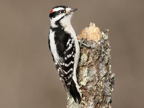 Downy Woodpecker Identification All About Birds Cornell Lab Of Ornithology,How Much Do You Tip Movers For A Local Move