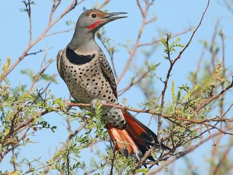 Northern Flicker Identification, All About Birds, Cornell Lab of Ornithology