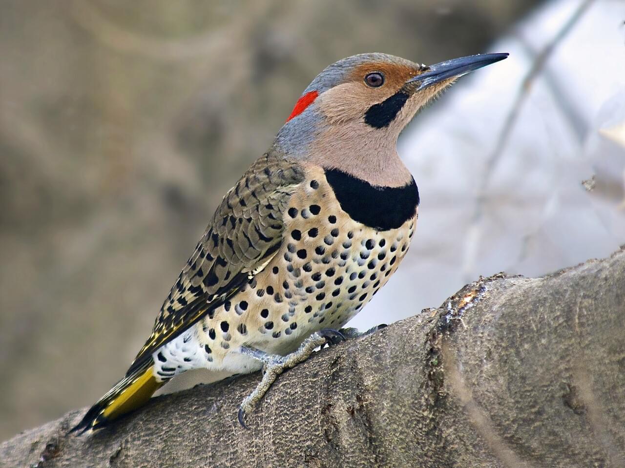 Northern Flicker Male (Yellow-shafted)
