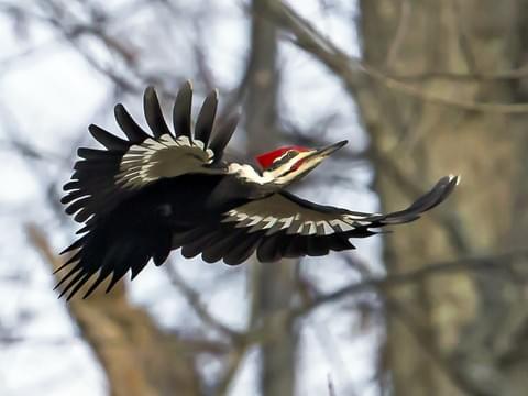 Pileated Woodpecker Identification, All About Birds, Cornell Lab ...