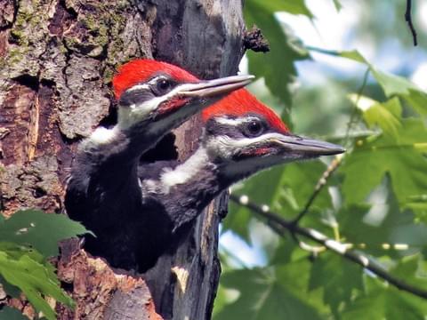 Pileated Woodpecker Identification, All 