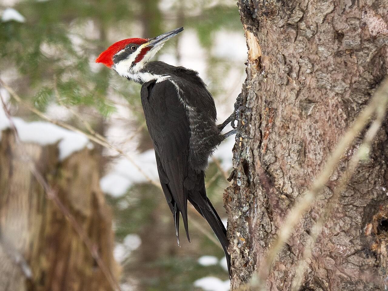 Pileated Woodpecker Male