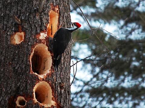 all about birds pileated woodpecker