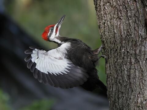 red headed pileated woodpecker