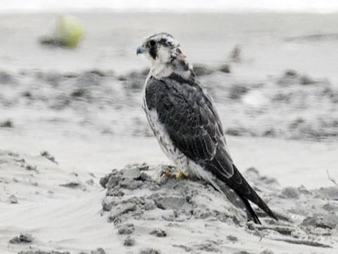 falcon black and white