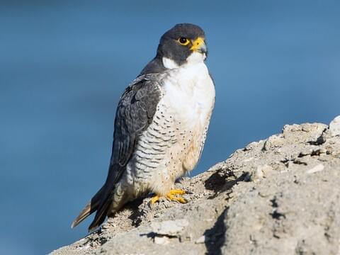 Peregrine Falcon Identification All About Birds Cornell
