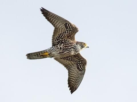 Peregrine Falcon Identification, All About Birds, Cornell Lab of ...