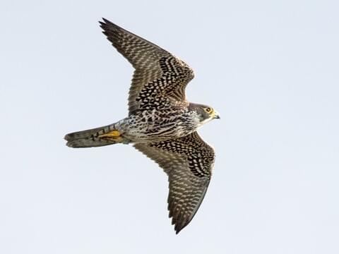 Peregrine Falcons Teri Franzen Photography