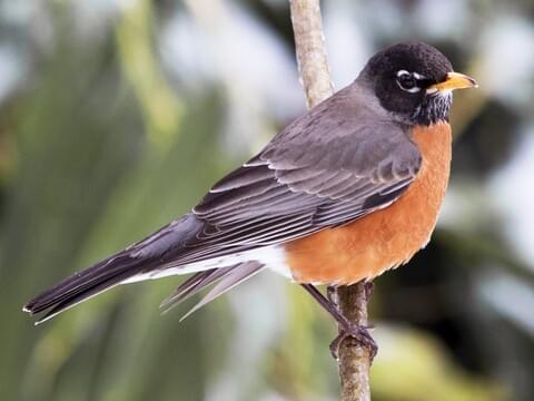 American Robin Identification, All About Birds, Cornell Lab of Ornithology