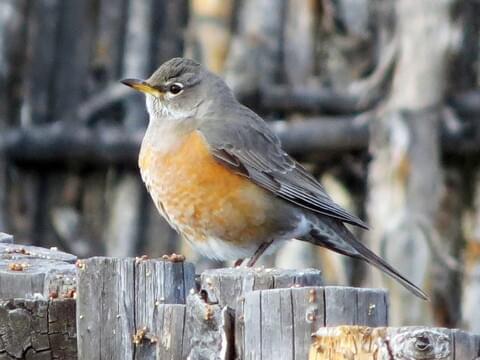 AMERICAN ROBIN  The Texas Breeding Bird Atlas