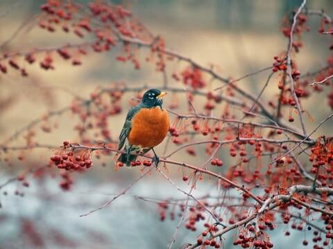 American Robin Identification, All About Birds, Cornell Lab of Ornithology