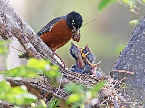 American Robin Identification, All About Birds, Cornell Lab of Ornithology