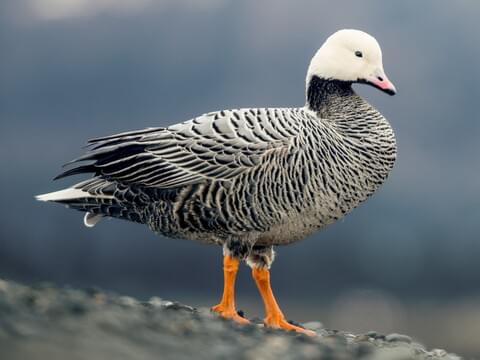 Emperor Goose Adult