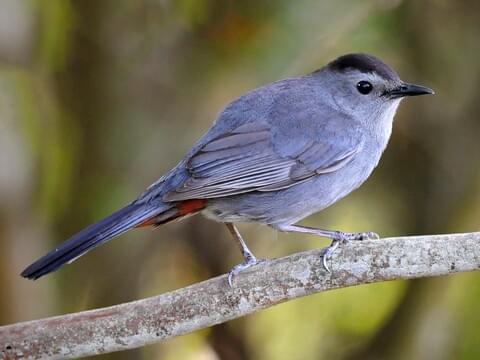 Gray Catbird Identification, All About Birds, Cornell Lab of Ornithology