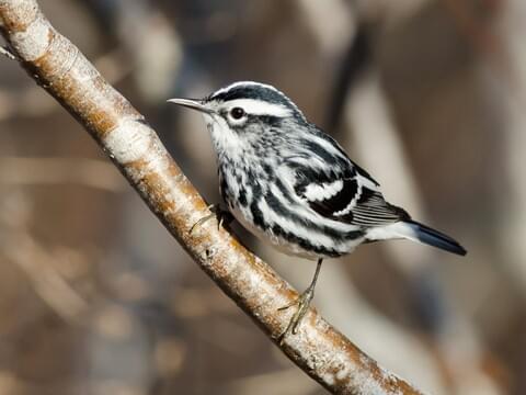 Warbler Identification Chart