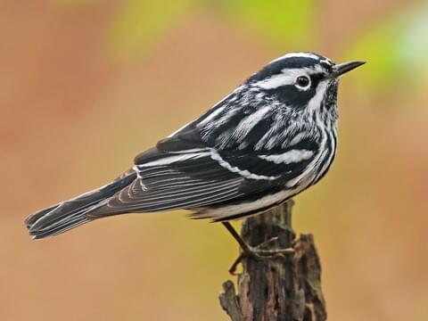 Black-and-white Warbler Adult male