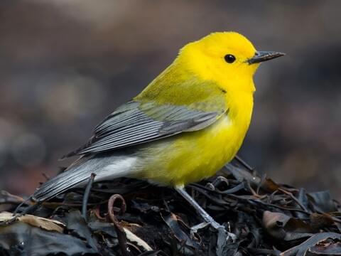 Prothonotary Warbler Identification, All About Birds, Cornell Lab of Ornithology