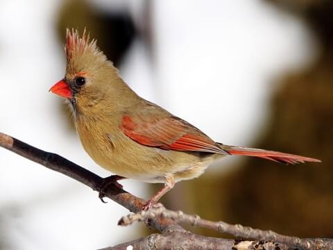 Northern Cardinal Identification, All 