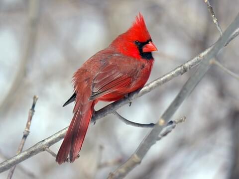 all about birds cardinal