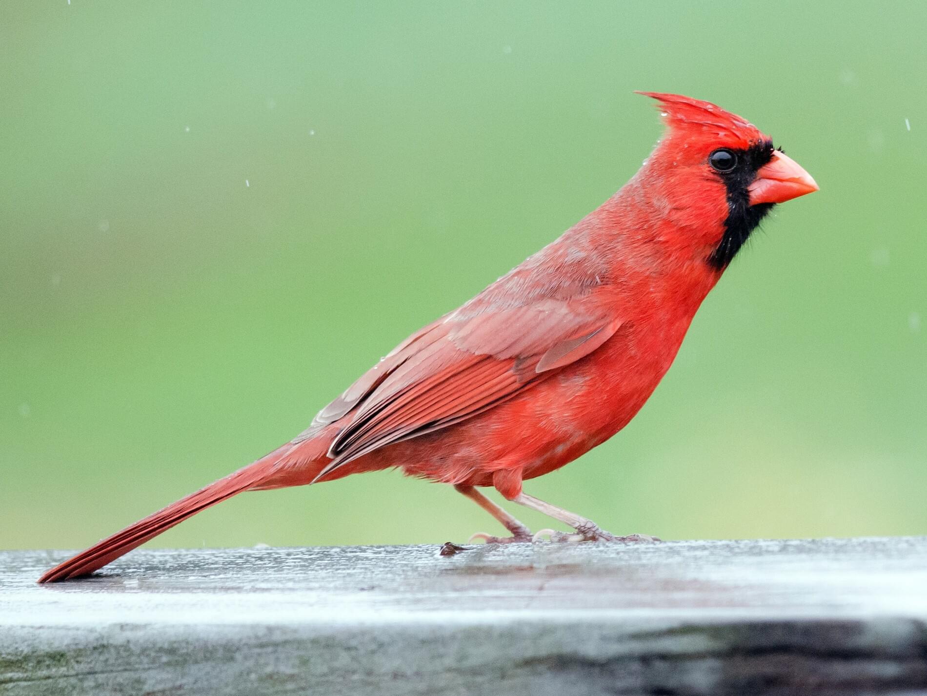 Cardenal Rojo Celebrate Urban Birds