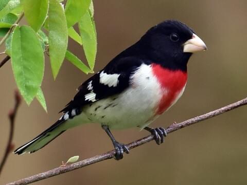 Rose-breasted Grosbeak Identification, All About Birds, Cornell ...