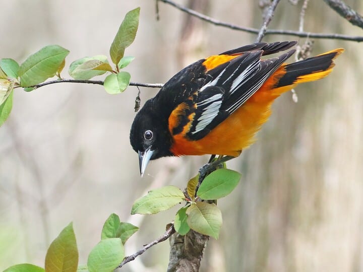 Birds That Look Like Orioles: Identifying Similar Species