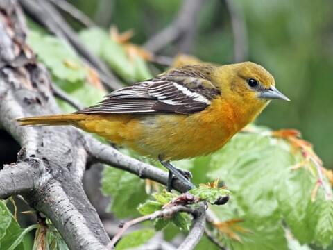all about birds baltimore oriole