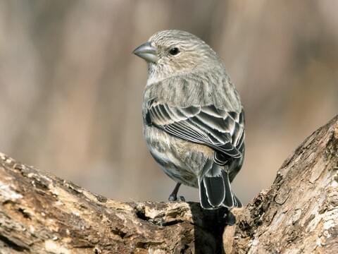 House Finch Identification, All About Birds, Cornell Lab of Ornithology