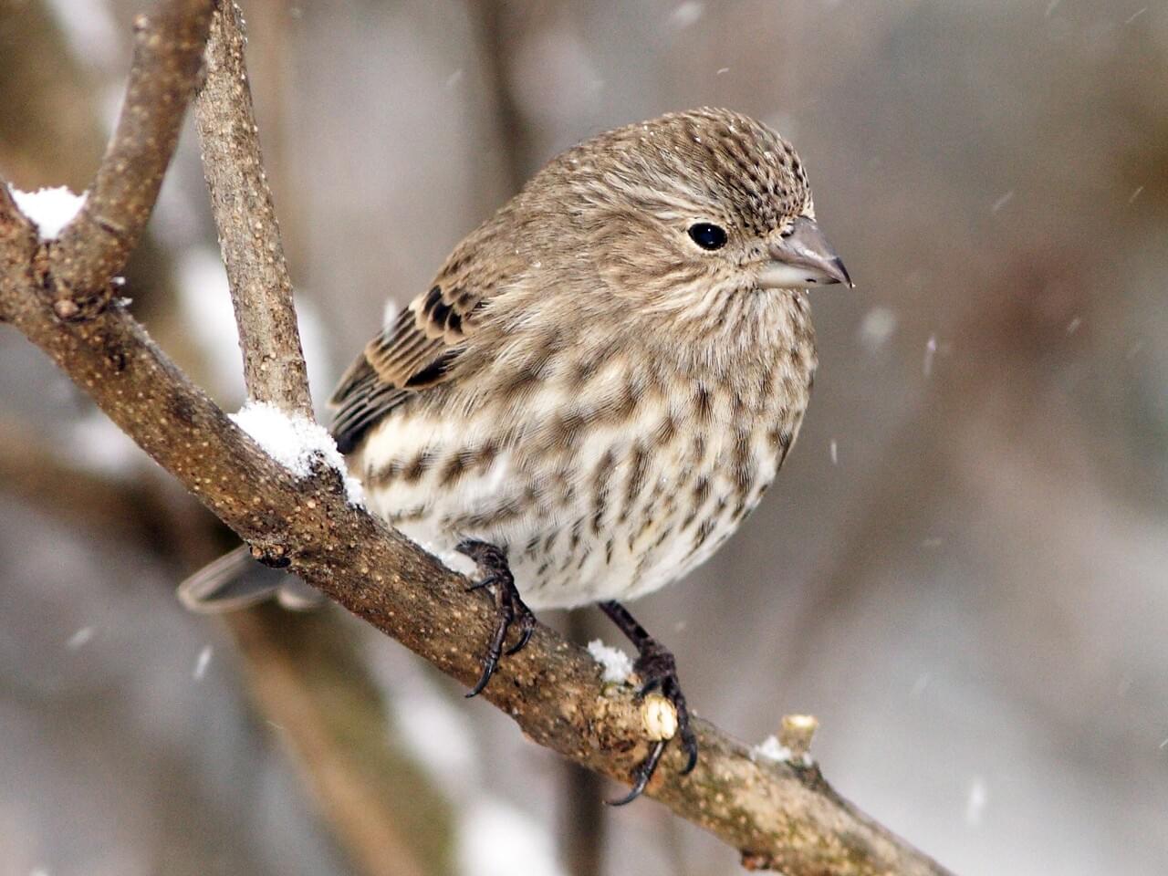 House Finch | Celebrate Urban Birds