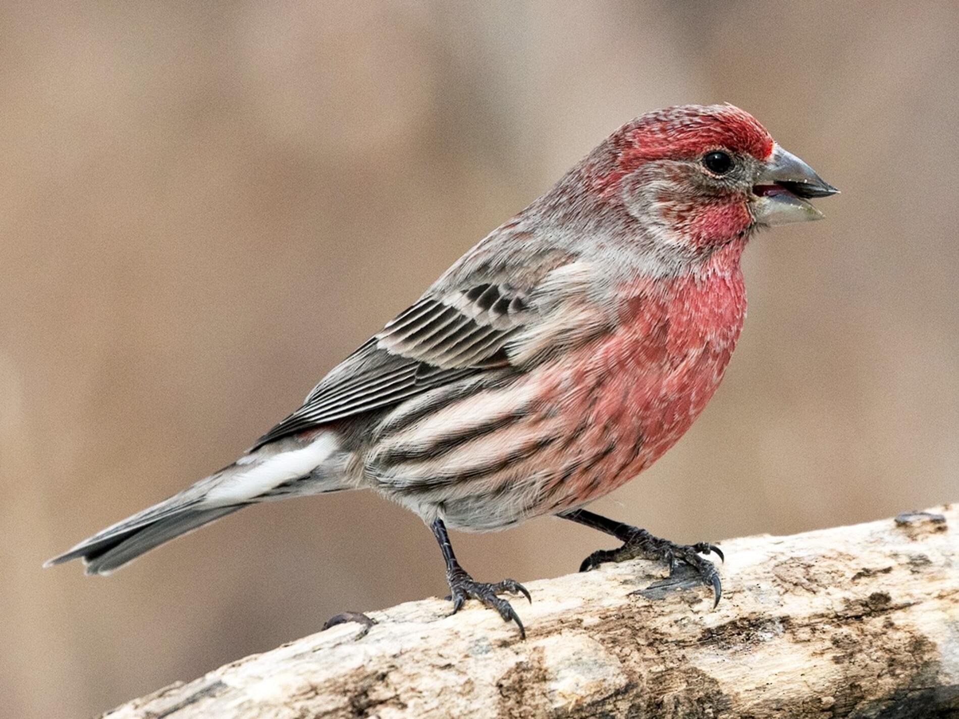 House Finch | Celebrate Urban Birds