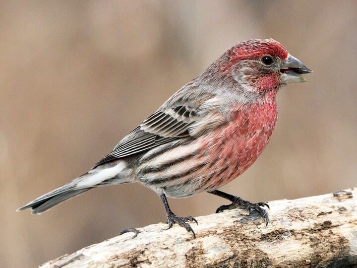 Similar Species To Purple Finch All About Birds Cornell Lab Of Ornithology,Dragon Lizard Pictures