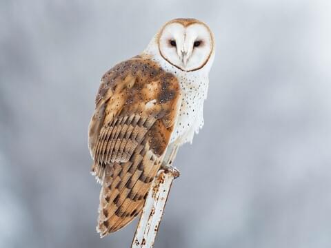 Barn Owl Identification, All About Birds, Cornell Lab of Ornithology