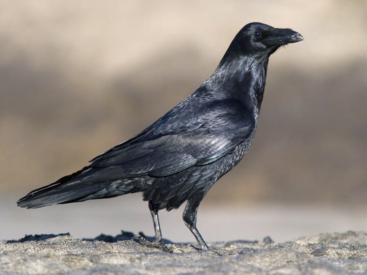 all about crow