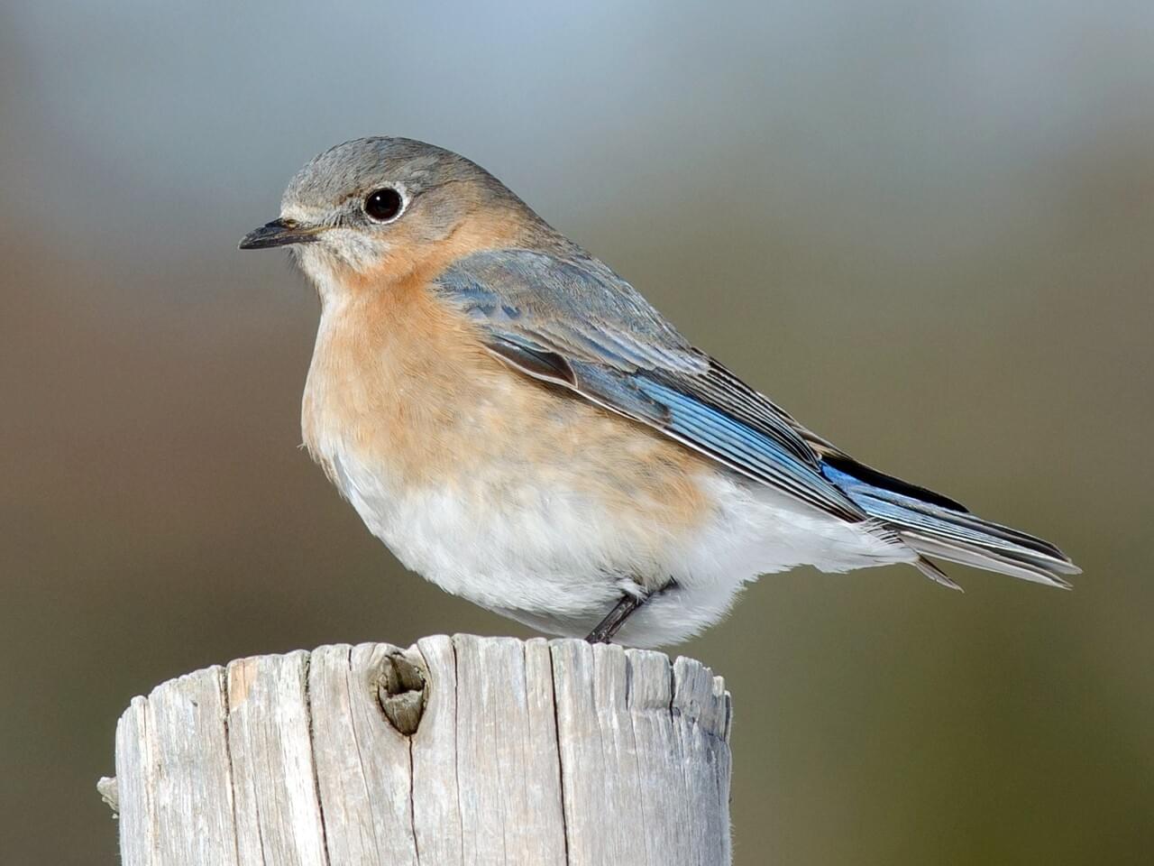 NestWatch | Eastern Bluebird - NestWatch
