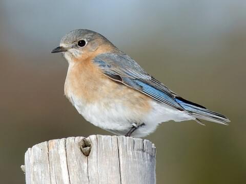 all about bluebirds