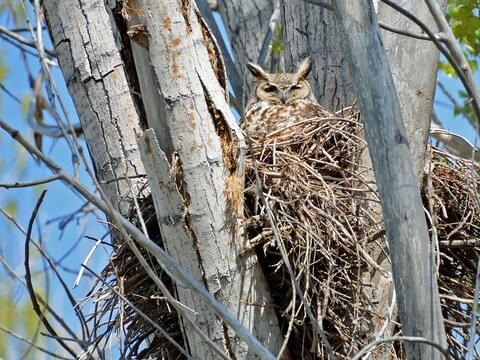 all about birds great horned owl