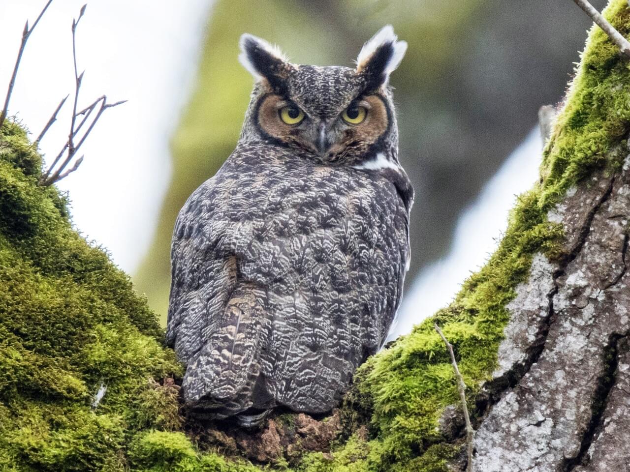 Great Horned Owl Adult (Great Horned)
