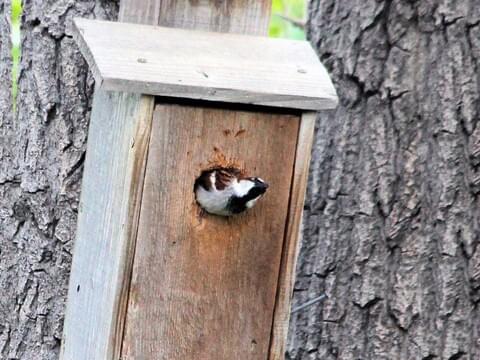 House Sparrow Identification, All About Birds, Cornell Lab of Ornithology