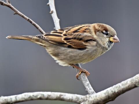 Sparrow Identification Chart