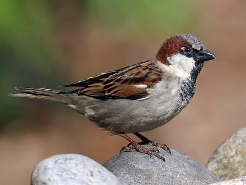 House Sparrow Identification, All About Birds, Cornell Lab of Ornithology