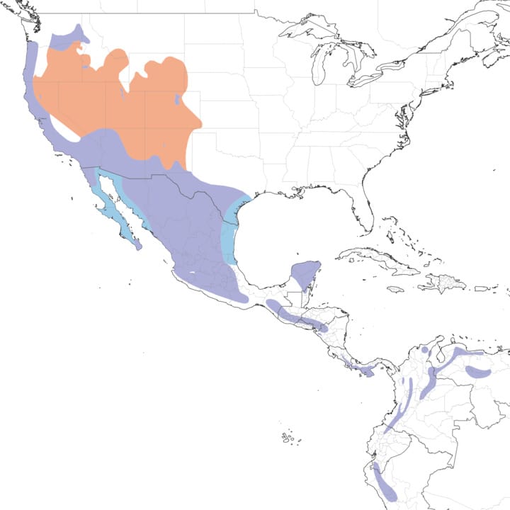 lesser goldfinch range map
