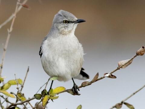 all about mockingbirds