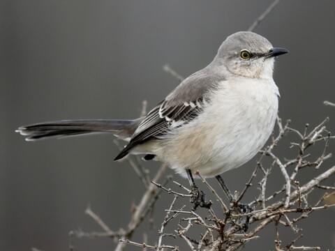 Northern Mockingbird Identification All About Birds Cornell Lab Of Ornithology,Korean Toasted Sesame Seeds
