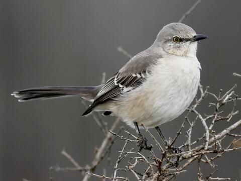 all about mockingbirds