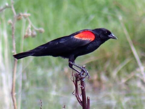 Blackbird Identification, All About Birds, Cornell Lab of