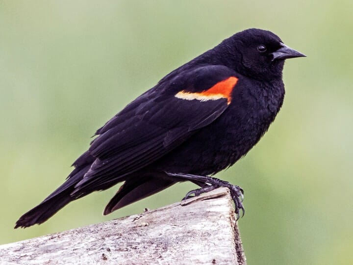 Birds Similar to Red-Winged Blackbird: Discover Their Fascinating Traits