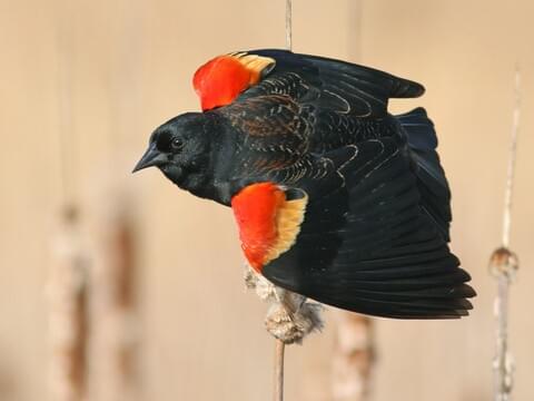 Red-winged Blackbird Identification, All About Birds, Cornell Lab