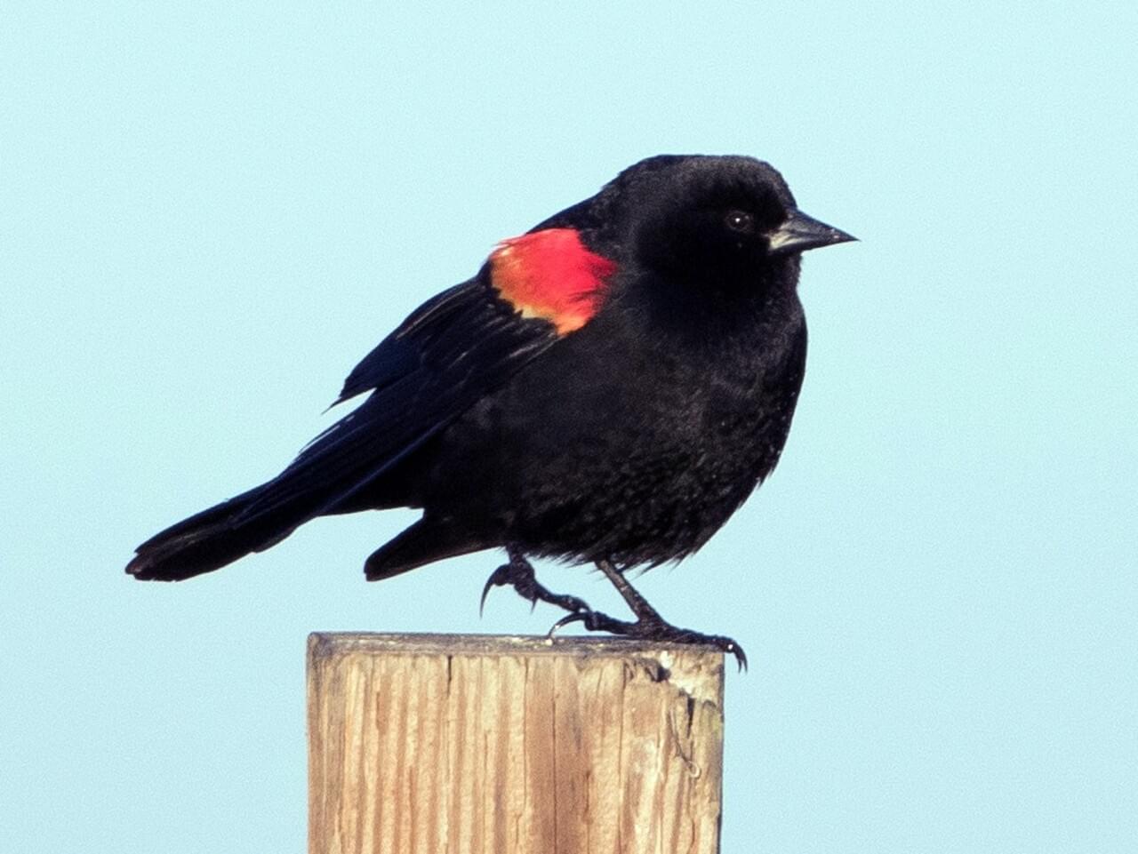 Redwinged Blackbird Celebrate Urban Birds
