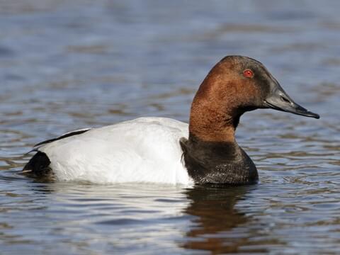 Canvasback Overview, All About Birds, Cornell Lab of Ornithology