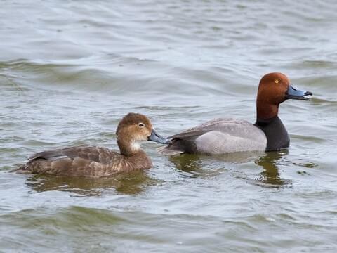 North American Duck Species Chart